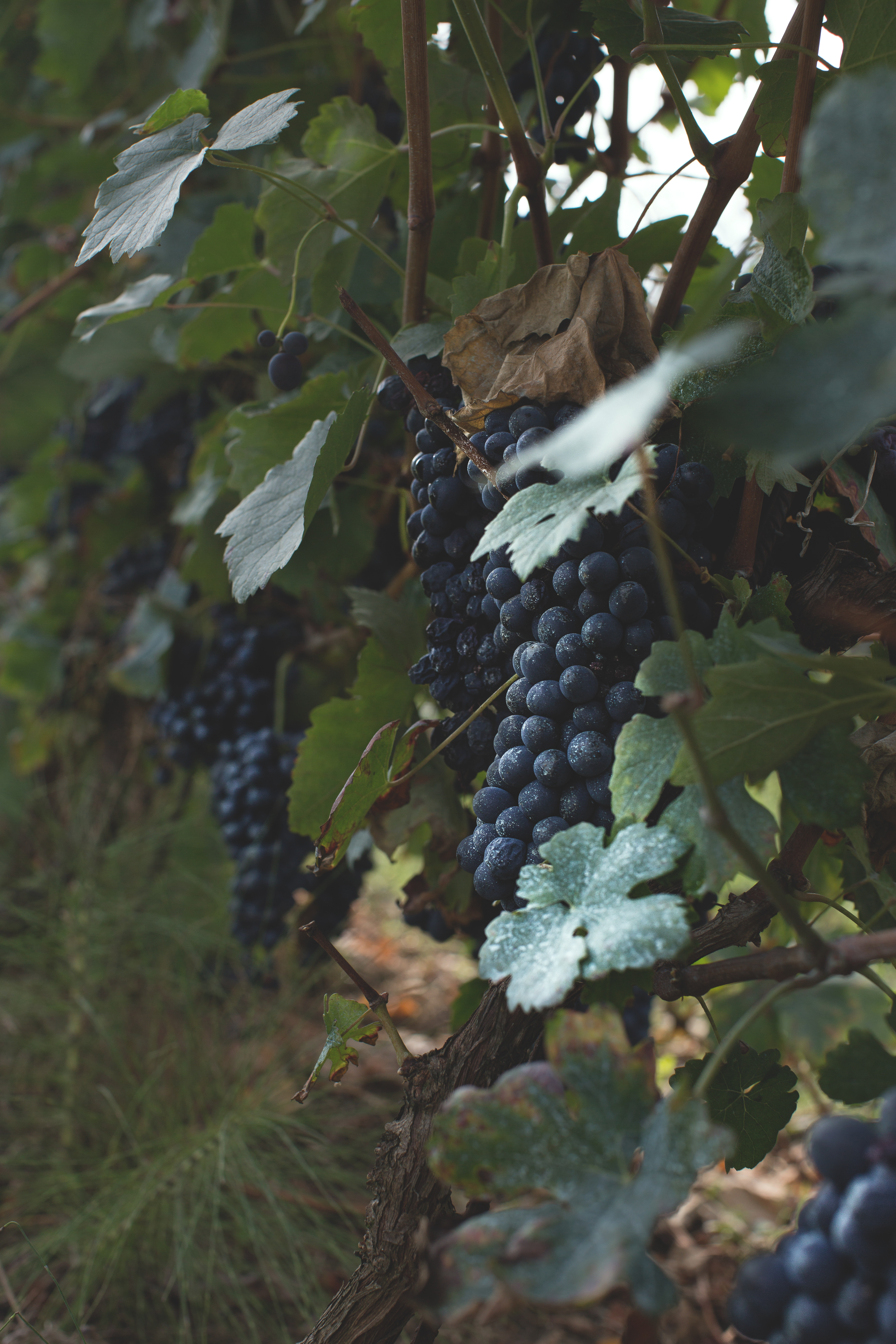 Piemonte Grapes